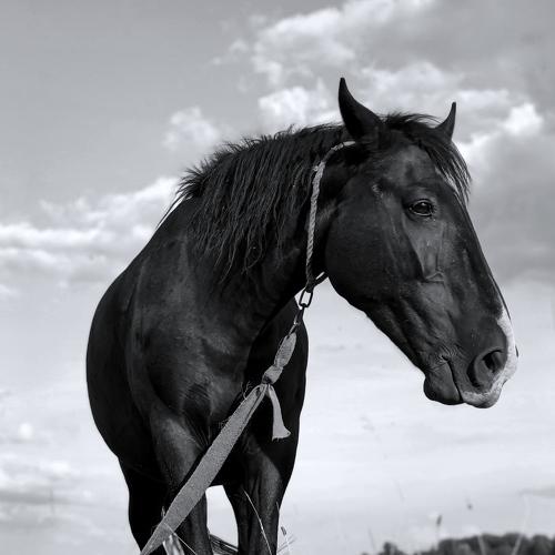 Photo #4359246