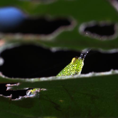 Macro