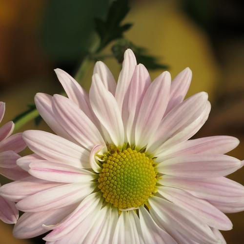 Photo #4360647