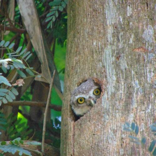 Peek a boo
