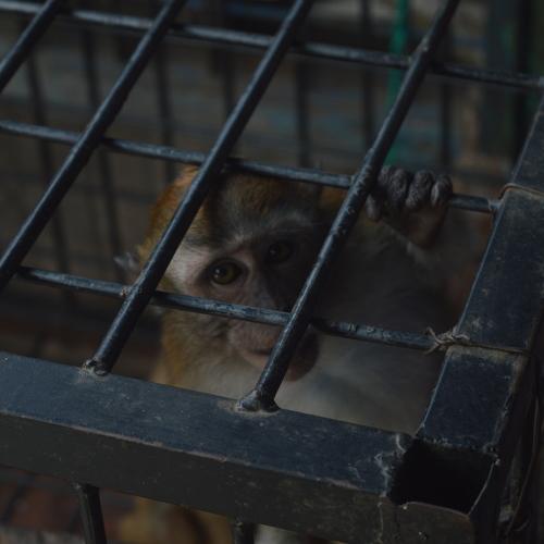 monkey power as a source of currency