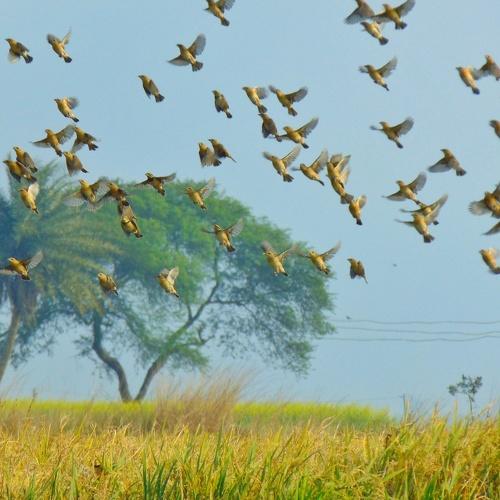 nature's dancers