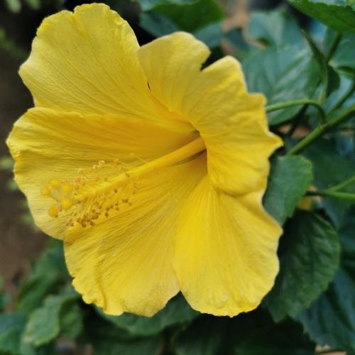 Yellow One