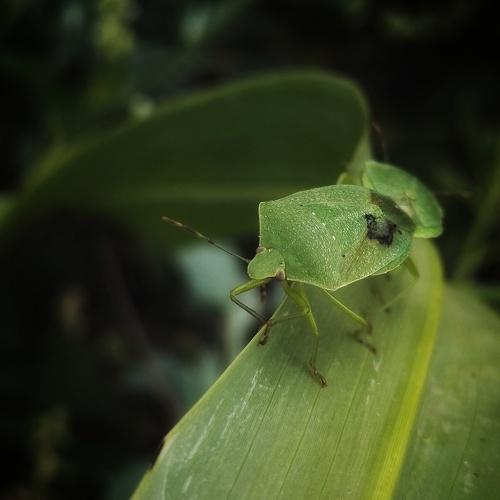 Photo #4362366