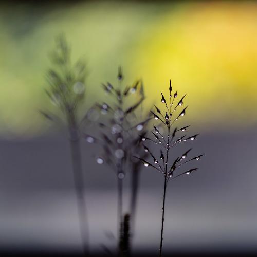 Green Grass of Home.