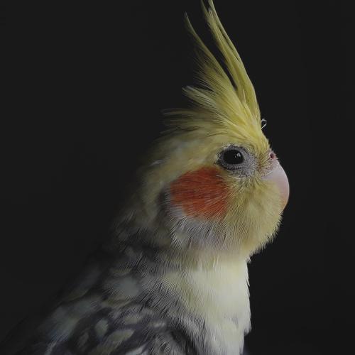 Photo #4362688