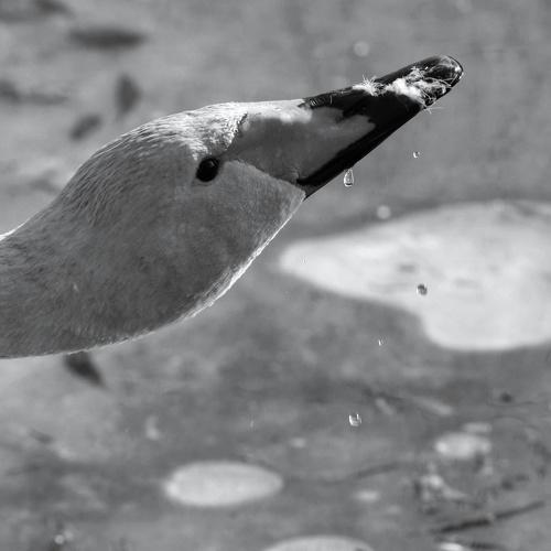 Swan
