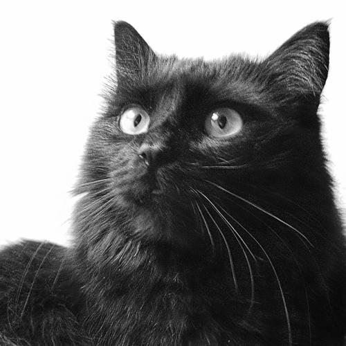 My cat