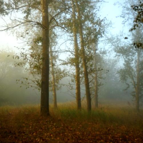 Photo #4363009