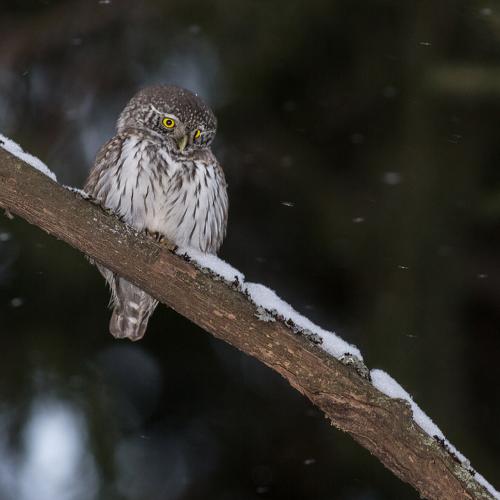 Photo #4363867