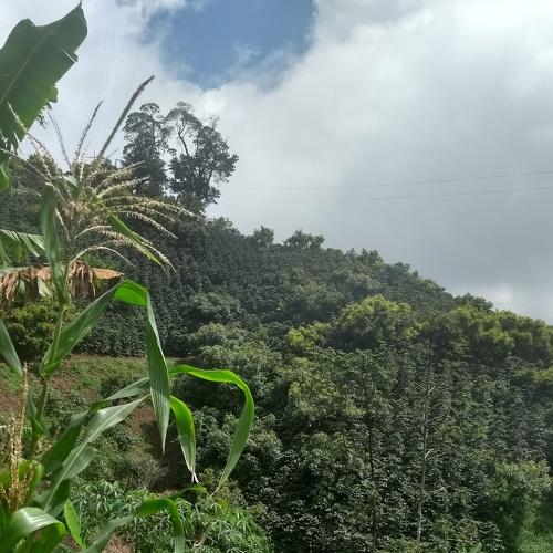 Photo #4364223
