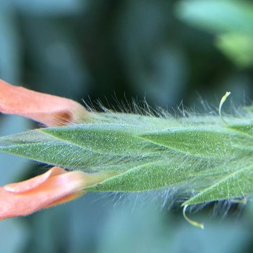 Photo #4364822