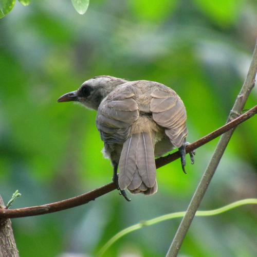 Yellow Vented Bulbul