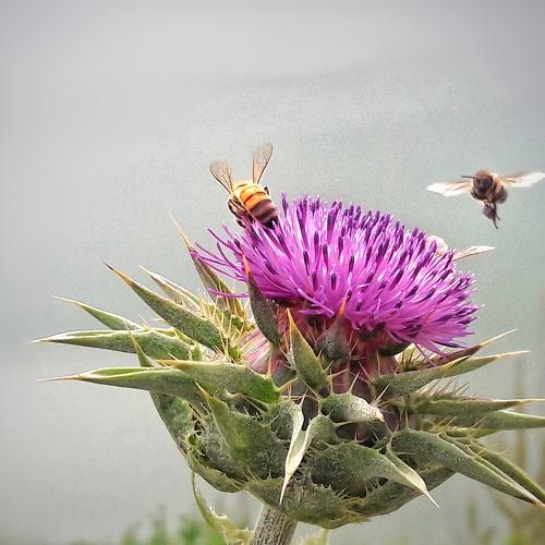 Photo #4365830