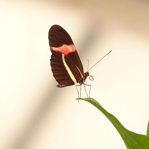 Heliconius erato (mariposa de bandas carmesí)