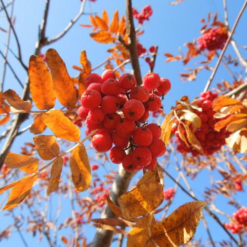 Photo #4366085