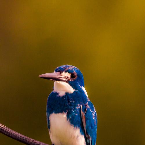 Photo #4366814