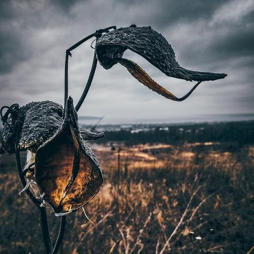 Поле.