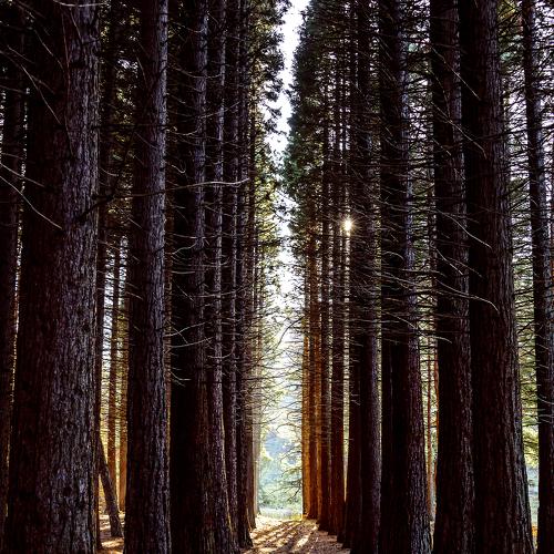 Photo #4367182