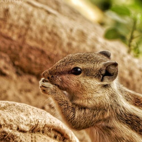 Photo #4367718