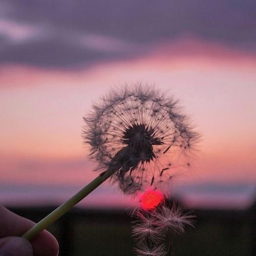 Photo #4367849