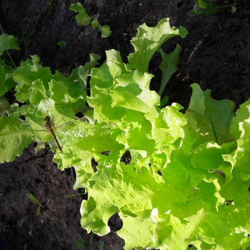 Photo #4367967