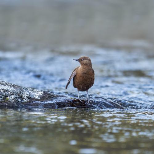 Dipper on the Stream