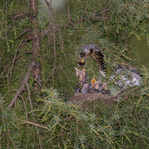 Photo #4368939