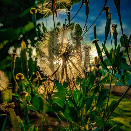 Photo #4369237