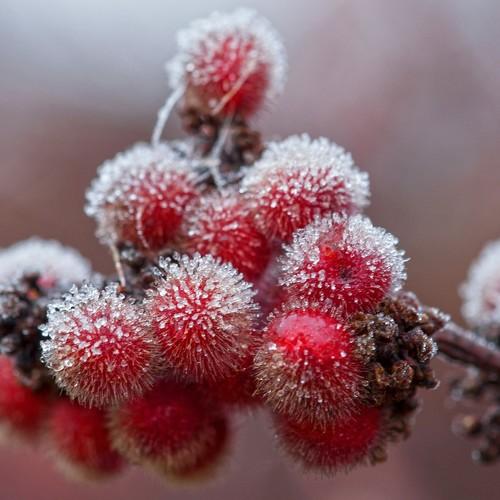 Photo #4369267