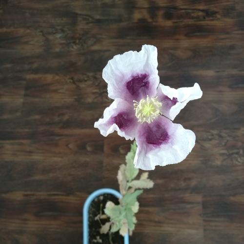 Photo #4370120