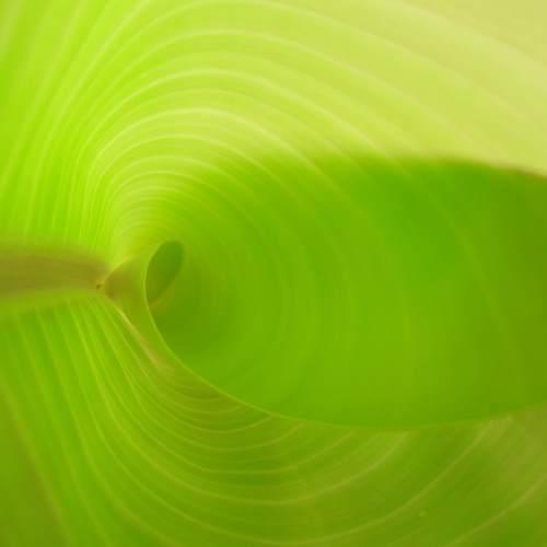 #The Banana leaf ...