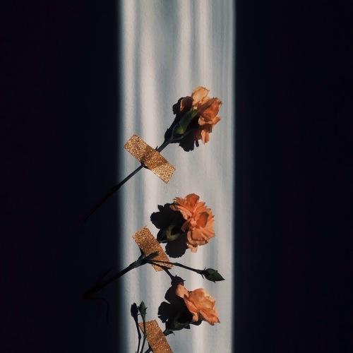 Photo #4370840