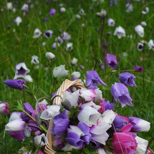 Anemones