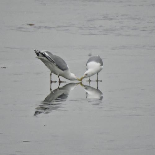 Photo #4371438