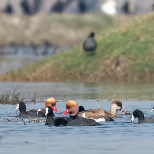 Photo #4373051