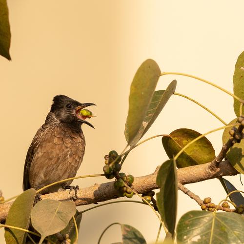 Photo #4373134