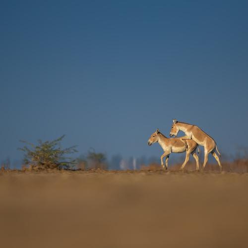 Photo #4373255