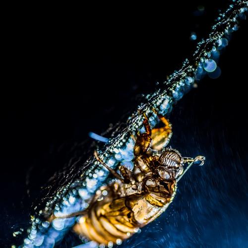 Photo #4373336
