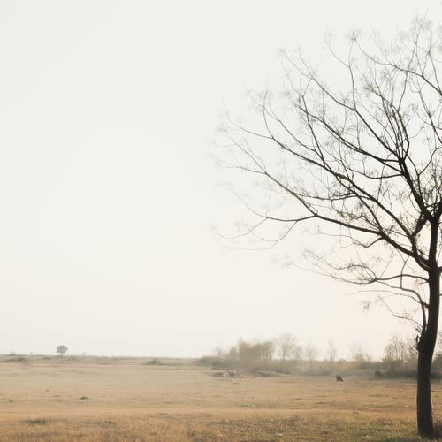 Winters at pong bird sanctuary