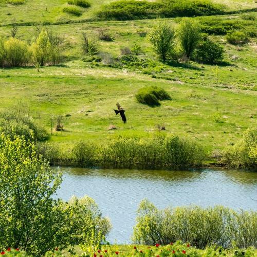 Photo #4373961