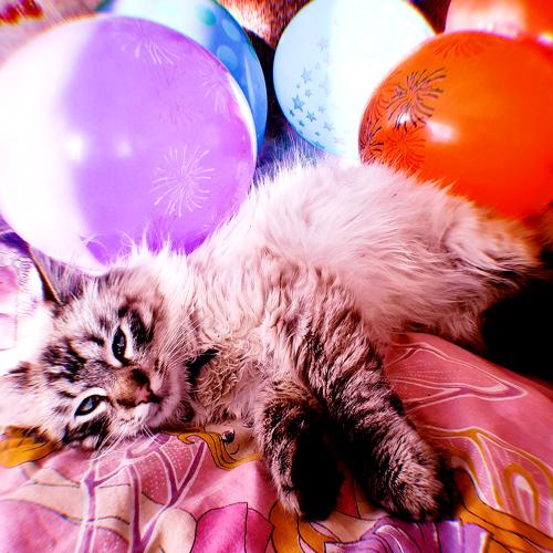 Photo #4376891