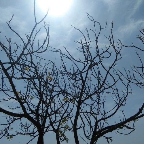 Photo #4377679