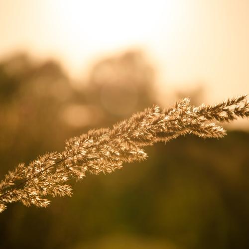 Photo #4377937