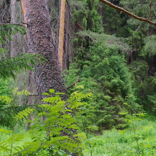 Photo #4378041