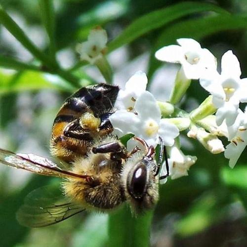 Bee