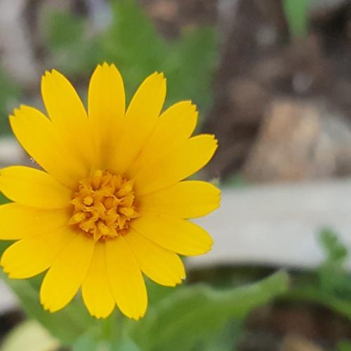 Mobile photography/Flower