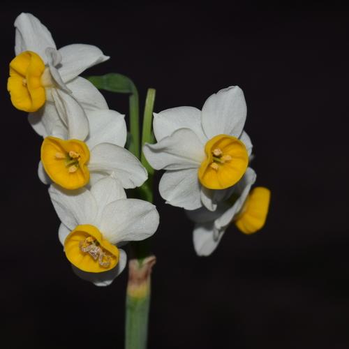 Fresh Daffodils
