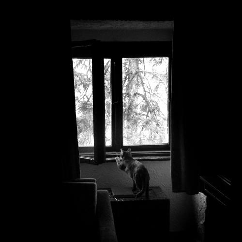 Photo #4380107