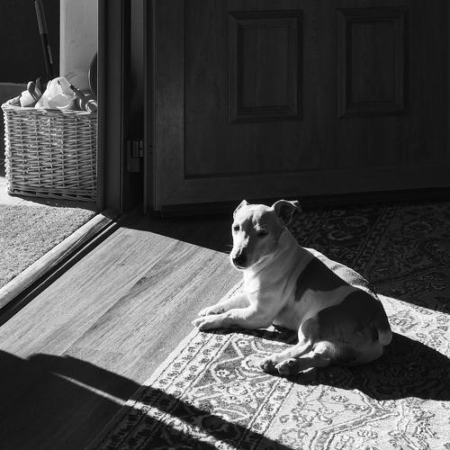 Photo #4381128